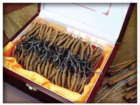 马尾冬虫夏草回收